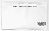 Phlebia tremellosa image